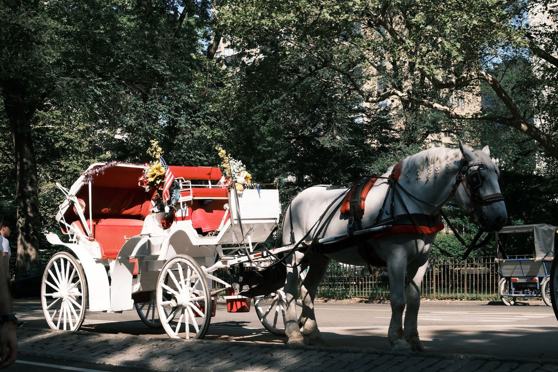 A white horse pulling a vintage carriage with red interior in a lush park.